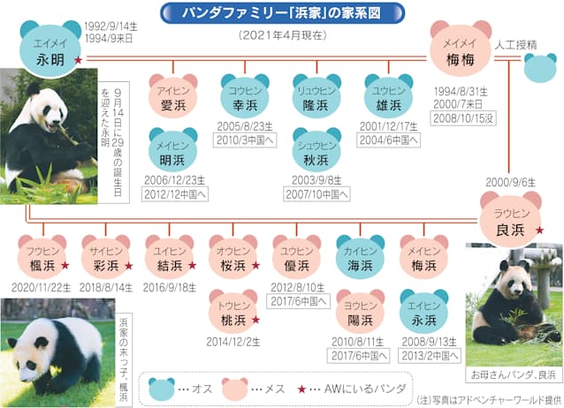 和歌山のパンダ なぜ子だくさん 秘訣は性格イケメン 日本経済新聞 和歌山のパンダ なぜ子だくさん 秘訣は性格イケメン 日本経済新聞