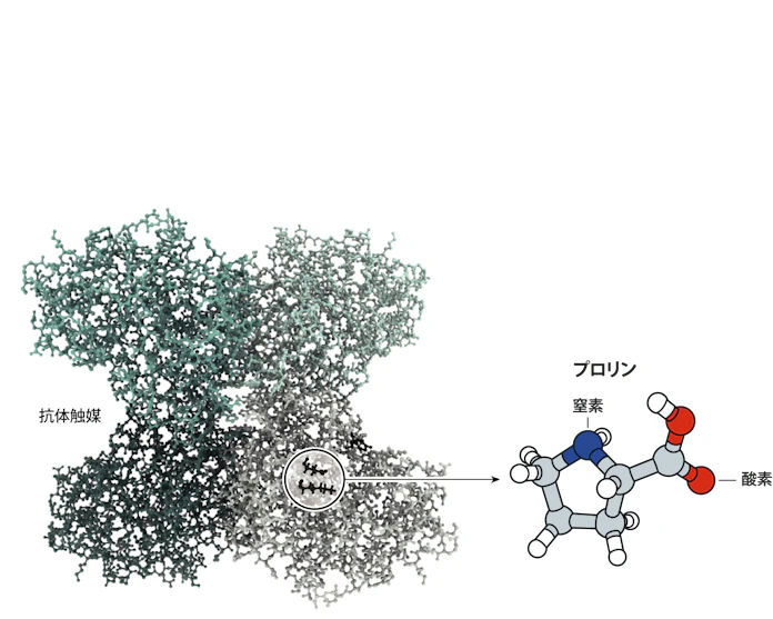 有機触媒で右手型 左手型作り分け 21年ノーベル化学賞 日本経済新聞 有機触媒で右手型 左手型作り分け 21年ノーベル化学賞 日本経済新聞