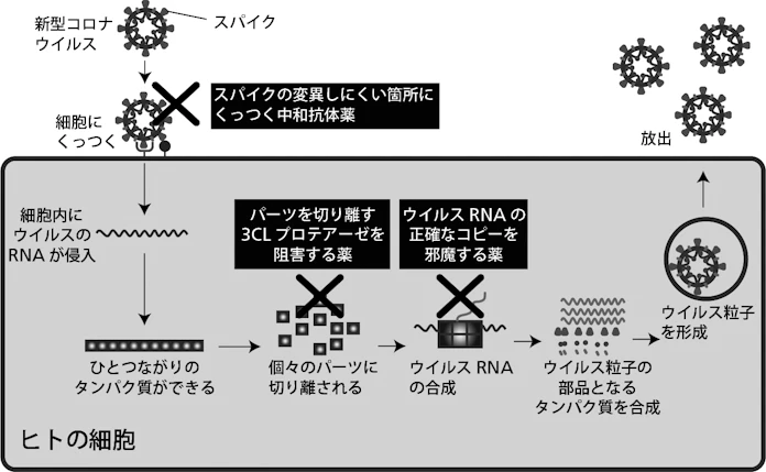 実験医学別冊 もっとよくわかる シリーズ もっとよくわかる 医療ビッグデータ オミックス リアルワールドデータ Ai医療 創薬 羊土社