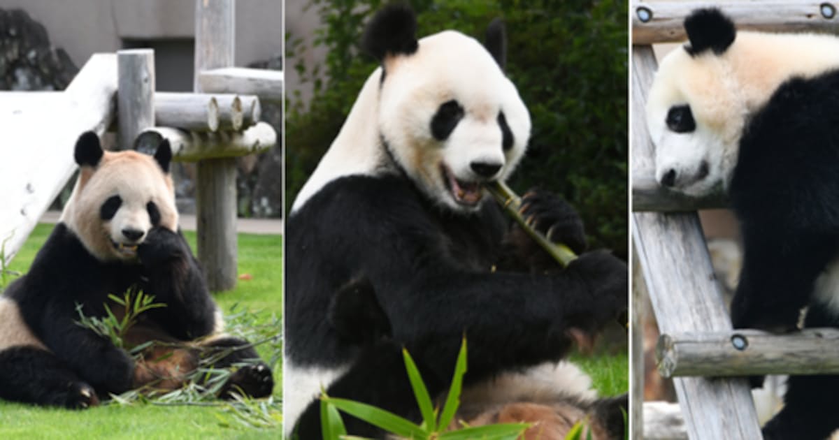 和歌山のパンダ なぜ子だくさん 秘訣は性格イケメン 日本経済新聞 和歌山のパンダ なぜ子だくさん 秘訣は性格イケメン 日本経済新聞