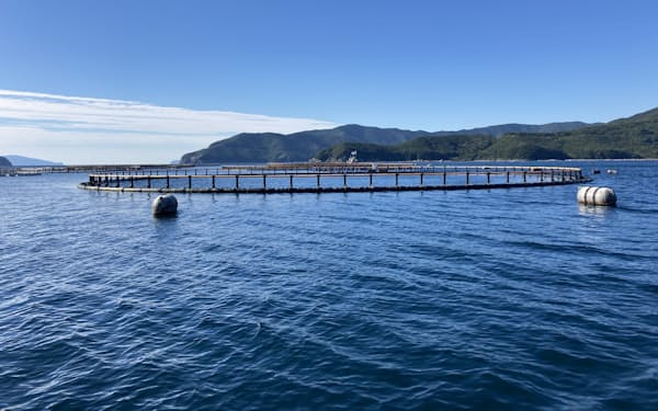 元気寿司は完全養殖クロマグロの開発に参画し、水産資源の保全に貢献する(愛媛県愛南町)