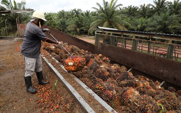 マレーシアではパーム油のプランテーションで働く外国人労働者が不足している＝ロイター
