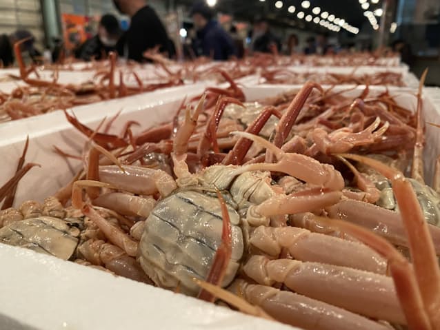 日本海のカニ解禁 石川の 輝 初競りで500万円 日本経済新聞 日本海のカニ解禁 石川の 輝 初競りで500万円 日本経済新聞