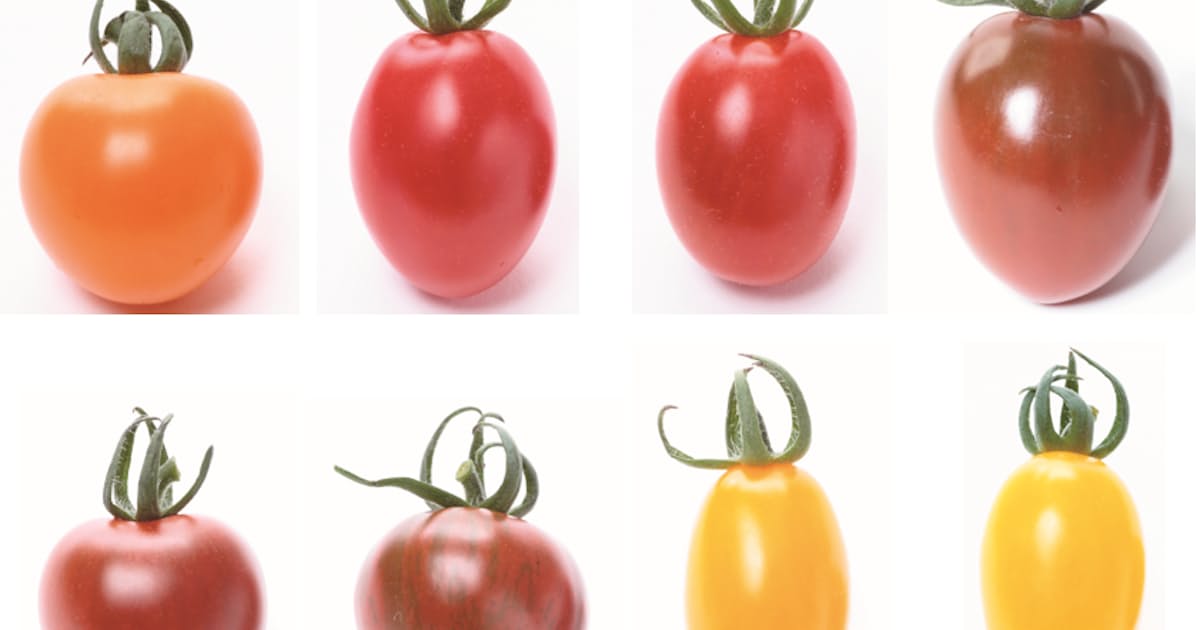 ミニトマトの種子と苗 家庭菜園向けに サカタのタネ 日本経済新聞 ミニトマトの種子と苗 家庭菜園向けに サカタのタネ 日本経済新聞