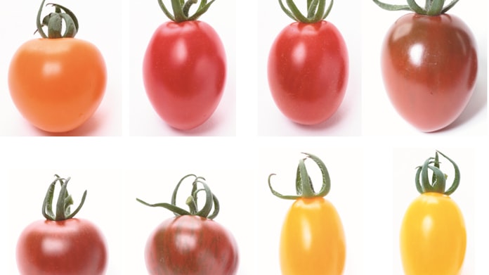 ミニトマトの種子と苗 家庭菜園向けに サカタのタネ 日本経済新聞 ミニトマトの種子と苗 家庭菜園向けに サカタのタネ 日本経済新聞