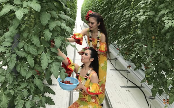 披露式典では２人の「フラガール」がミニトマトを収穫した（茨城県北茨城市）