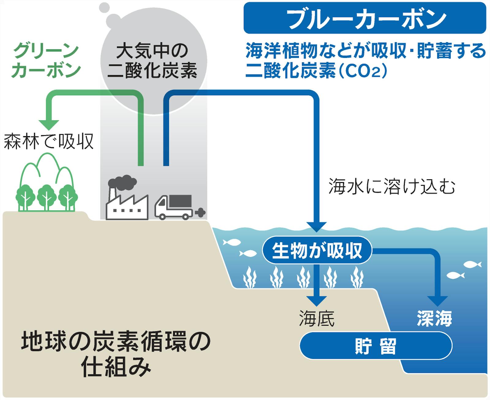 海藻もco2吸収 ブルーカーボンの海 日本経済新聞 海藻もco2吸収 ブルーカーボンの海 日本経済新聞