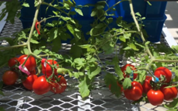 ゲノム編集技術を用いて作ったトマト（写真右）と元の品種（同左）。実の大きさは変わらない