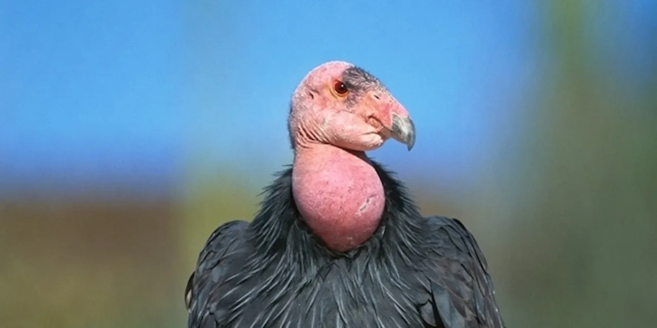 オス無しで子 飼育下の絶滅危惧コンドル 野生では Nikkei Style オス無しで子 飼育下の絶滅危惧コンドル 野生では Nikkei Style