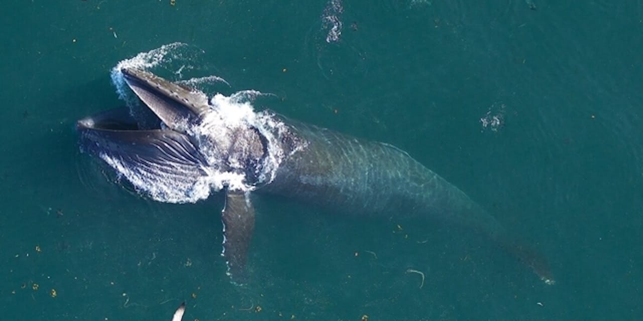 消えたオキアミの謎 クジラは想像超える大食いだった 推定の3倍 毎日16t Nikkei Style 消えたオキアミの謎 クジラは想像超える大食いだった 推定の3倍 毎日16t Nikkei Style