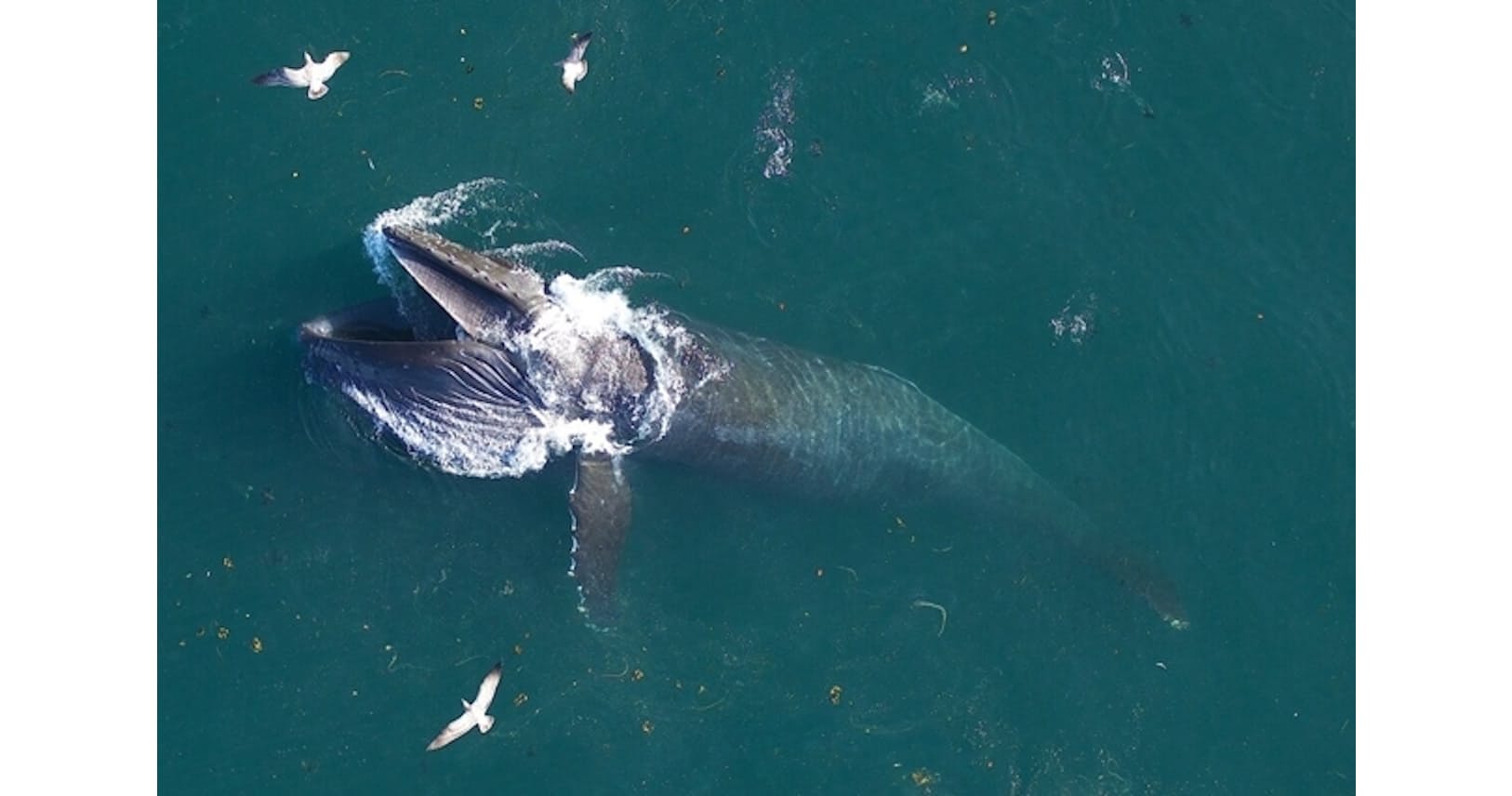 クジラのiphone クジラは想像超える大食いだった 推定の3倍 毎日16t Nikkei Style クジラのiphone クジラは想像超える大食いだった 推定の3倍 毎日16t Nikkei Style