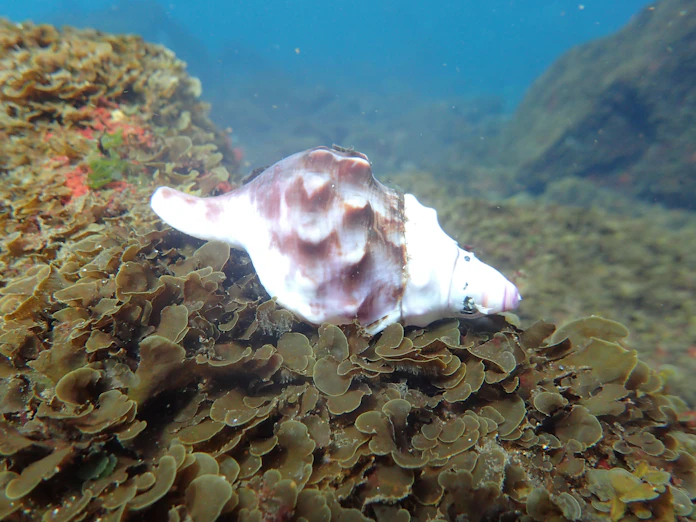 海の酸性化 生物むしばむ サンゴや貝に打撃 日本経済新聞 海の酸性化 生物むしばむ サンゴや貝に打撃 日本経済新聞