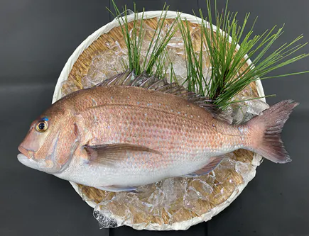 ベイシア アセロラ真鯛 を試験販売 近畿大など開発 日本経済新聞 ベイシア アセロラ真鯛 を試験販売 近畿大など開発 日本経済新聞