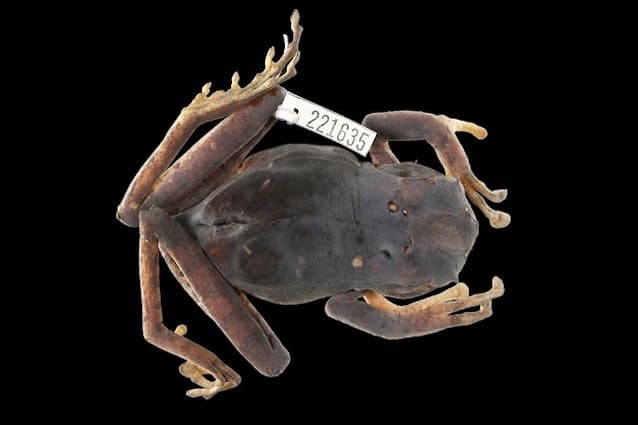 なぜ下顎の歯を復活させたのか 進化で失くし進化で復活 2億年ぶりにカエルに下の歯 Nikkei Style なぜ下顎の歯を復活させたのか 進化で失くし進化で復活 2億年ぶりにカエルに下の歯 Nikkei Style