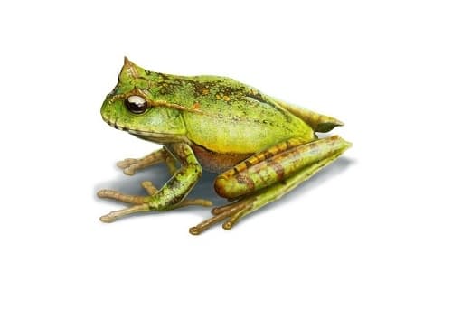 なぜ下顎の歯を復活させたのか 進化で失くし進化で復活 2億年ぶりにカエルに下の歯 Nikkei Style なぜ下顎の歯を復活させたのか 進化で失くし進化で復活 2億年ぶりにカエルに下の歯 Nikkei Style