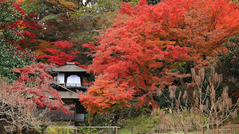 横浜の三渓園 12年ぶり紅葉ライトアップ 日本経済新聞 横浜の三渓園 12年ぶり紅葉ライトアップ 日本経済新聞