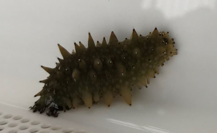 黒いダイヤ 稚ナマコ増産 原油高 不漁で青森漁協 日本経済新聞 黒いダイヤ 稚ナマコ増産 原油高 不漁で青森漁協 日本経済新聞