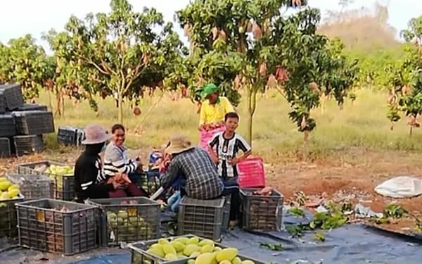 １次産業が盛んなカンボジア西部で市場調査に着手する