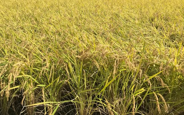 新型コロナ禍による外食需要減少が稲作に影を落としている