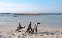 シロサイよりも深刻な絶滅の危機にさらされているケープペンギン。あと15年で絶滅するとも言われている（PHOTOGRAPH BY MELANIE WENGER）
