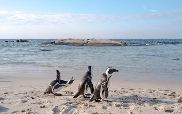 シロサイよりも深刻な絶滅の危機にさらされているケープペンギン。あと15年で絶滅するとも言われている（PHOTOGRAPH BY MELANIE WENGER）
