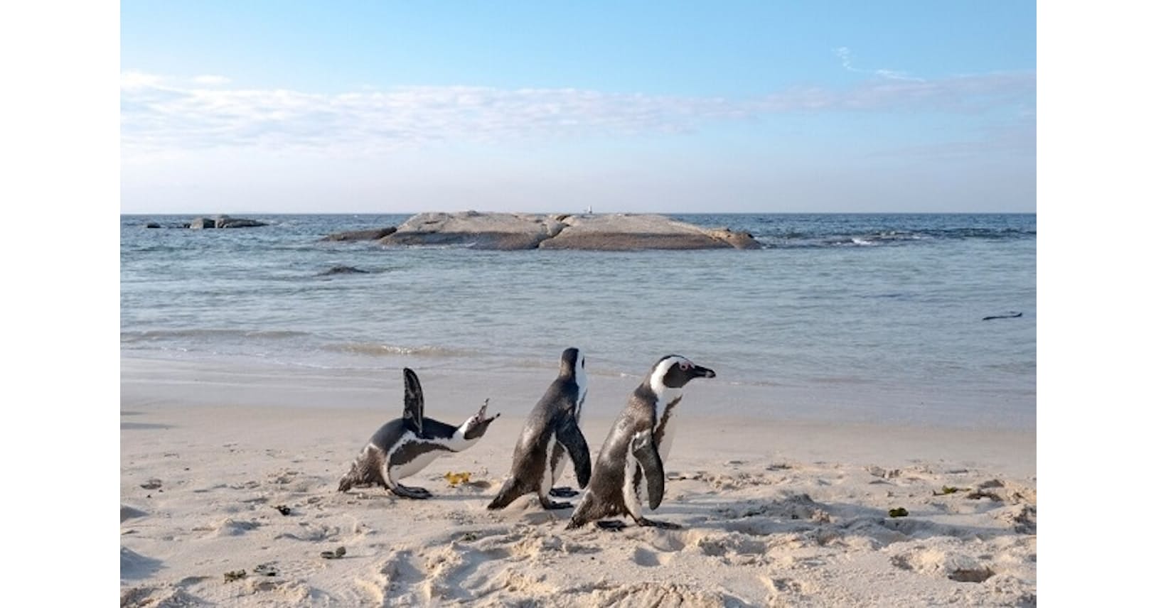 南アのケープペンギン 15年で絶滅 気候変動で危機 Nikkei Style 南アのケープペンギン 15年で絶滅 気候変動で危機 Nikkei Style