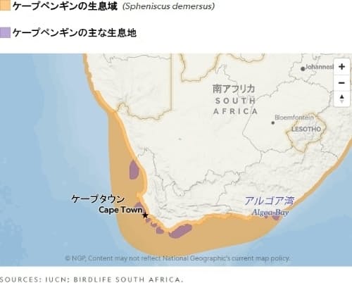 南アのケープペンギン 15年で絶滅 気候変動で危機 Nikkei Style 南アのケープペンギン 15年で絶滅 気候変動で危機 Nikkei Style