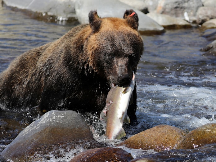 北海道の野生動物被害5年ぶり50億円超 ヒグマ出没急増 日本経済新聞 北海道の野生動物被害5年ぶり50億円超 ヒグマ出没急増 日本経済新聞