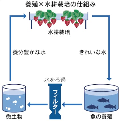 金沢工大など産学 魚養殖 野菜水耕栽培 生物循環で 日本経済新聞 金沢工大など産学 魚養殖 野菜水耕栽培 生物循環で 日本経済新聞
