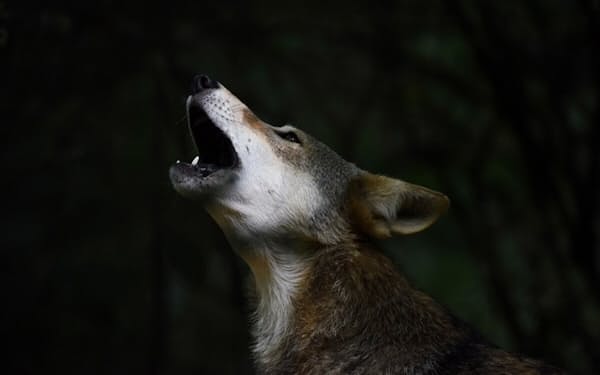 米国テネシー州のリフレクション・ライディング植物園&自然センターで、遠吠えをするアメリカアカオオカミの「アポロ」。アポロはおそらく自然に放たれることはないが、2021年に生まれたアポロの子は放獣の候補になるかもしれない（PHOTOGRAPH BY JESSICA A. SUAREZ）
