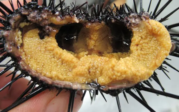 Md2 Up V98culm Md2 Up V98culm