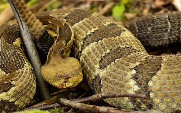 感染したヨコシマガラガラヘビ。少なくとも25種のヘビで、ヘビ真菌症が見つかっている（PHOTOGRAPH BY ROBERT HAMILTON, ALAMY）
