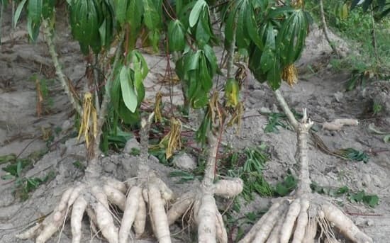 キャッサバは熱帯・亜熱帯地域で広く栽培されている＝理研提供