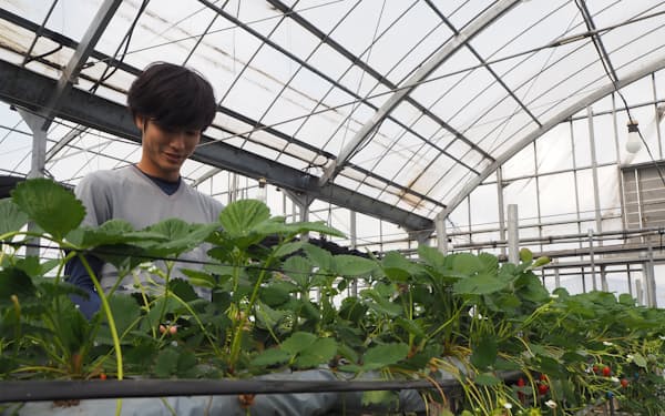 三輪さんは農業経験を積み数年での独立を目指す（松山市）
