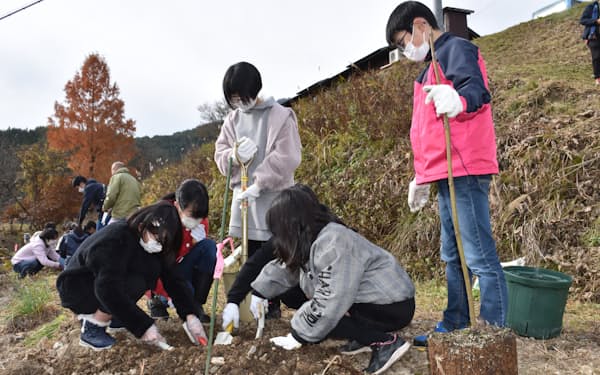 小学校の児童が大内宿そばで桐の苗を植えた（11月、福島県下郷町）