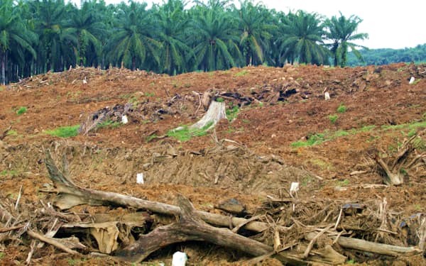 アブラヤシ農場開発のために破壊されたマレーシア・ボルネオ島の森林地帯（2011年）=共同