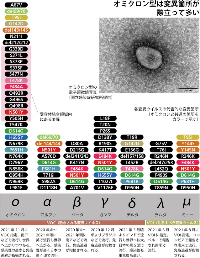 新型コロナ まずい変異がてんこ盛り オミクロン型出現のわけ 日本経済新聞 新型コロナ まずい変異がてんこ盛り オミクロン型出現のわけ 日本経済新聞