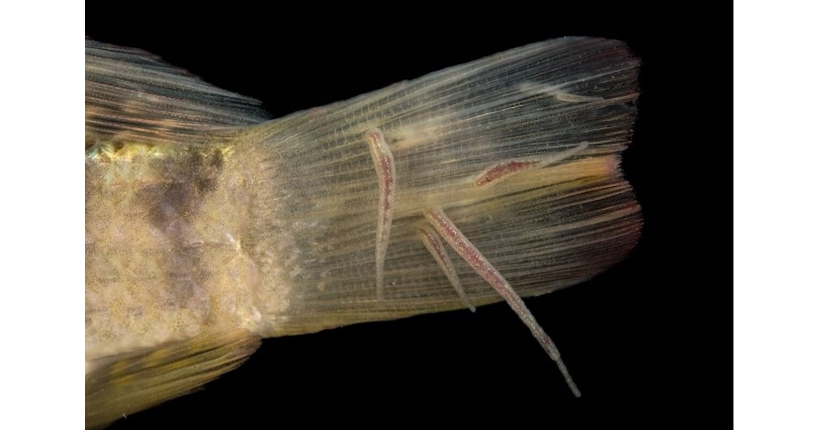 宿主を守るものも 迷惑者と言い切れない寄生生物たち Nikkei Style 宿主を守るものも 迷惑者と言い切れない寄生生物たち Nikkei Style