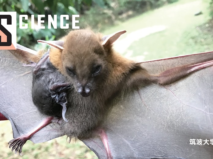 コウモリはなぜウイルスの貯蔵庫 コロナで科学者注目 日本経済新聞 コウモリはなぜウイルスの貯蔵庫 コロナで科学者注目 日本経済新聞