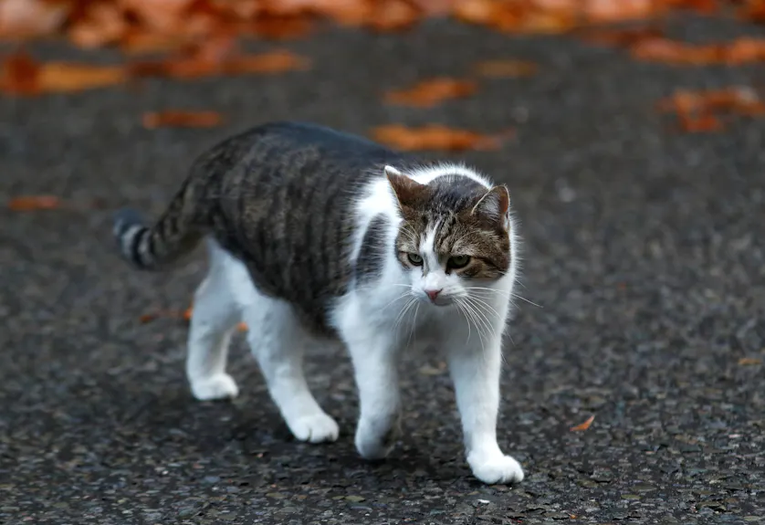 猫はみんな気難しい 英研究 人間の性格診断適用 日本経済新聞 猫はみんな気難しい 英研究 人間の性格診断適用 日本経済新聞