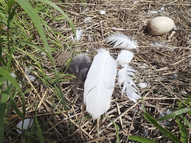 タンチョウ 国内未確認の個体群繁殖か 北海道で 日本経済新聞 タンチョウ 国内未確認の個体群繁殖か 北海道で 日本経済新聞