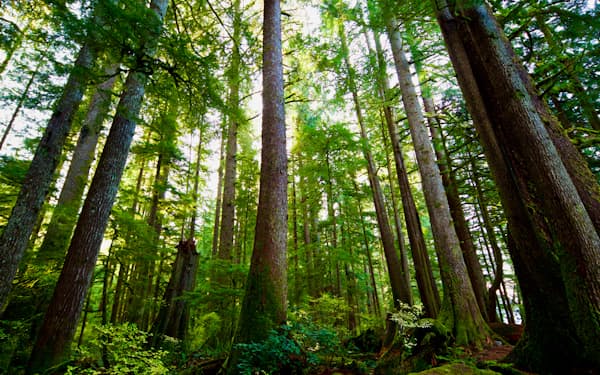  カナダ・ブリティッシュコロンビア州の森林。バイオマス業界関係者は、木質ペレットはカーボンニュートラルと主張しているが、木を燃やしてエネルギーとすることが環境に良いとする見解に懐疑的な科学者もいる＝naturally:wood