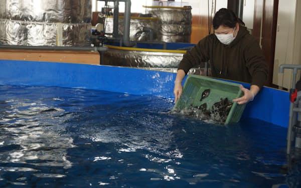 愛知県の業者から仕入れたカワハギの稚魚を水槽に移す関係者（出雲市）