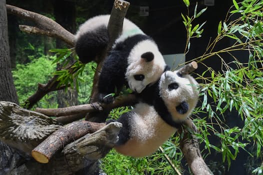 公開されたジャイアントパンダのシャオシャオ（上）とレイレイ（12日、東京・上野動物園）=東京動物園協会提供