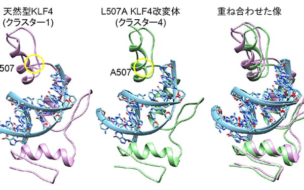 iPS細胞を作るために入れる遺伝子Klf4の配列を改変した。たんぱく質の507番目のアミノ酸がロイシン（L）からアラニン（A）に変わり、たんぱく質の構造が変化した＝理研・林洋平チームリーダー提供