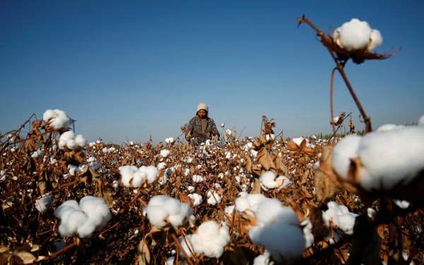 米議会は企業による新疆綿の利用を懸念している（新疆ウイグル自治区の綿花畑）＝ロイター