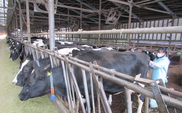 2021年12月からゲノム解析した牛にも人工授精を始めた（群馬県昭和村）