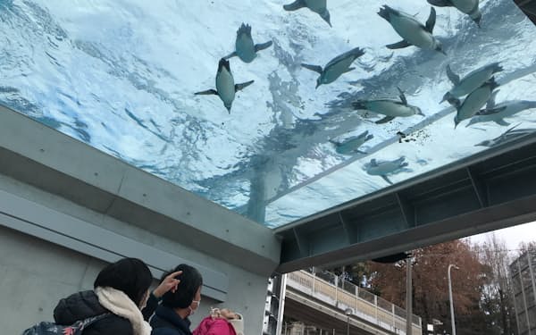 ペンギンが泳ぐ姿を下から見られる大型プールを設置（18日、福岡市）