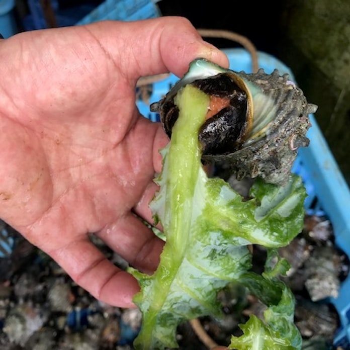 伊豆産サザエ キャベツで難局打開 コロナや磯焼け 日本経済新聞 伊豆産サザエ キャベツで難局打開 コロナや磯焼け 日本経済新聞