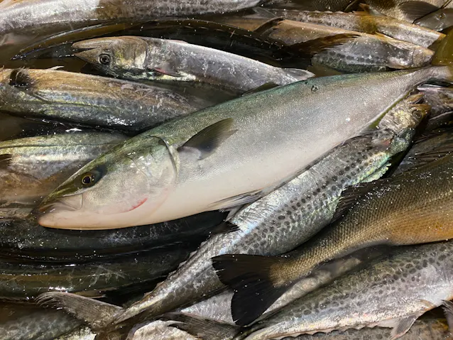 富山湾のブリ 漁獲量が大幅減 南国魚シイラに抜かれる 日本経済新聞 富山湾のブリ 漁獲量が大幅減 南国魚シイラに抜かれる 日本経済新聞
